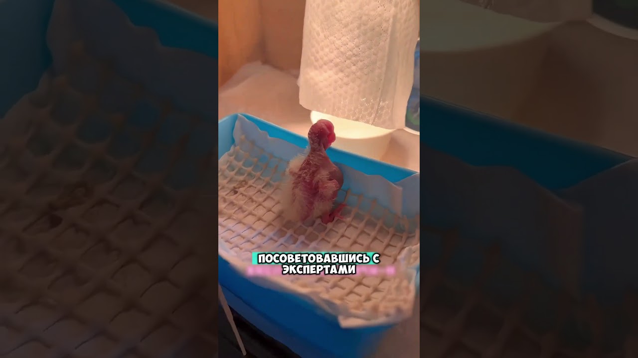 Смогла спасти птенца 😮