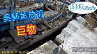 【前打篇】第一次使用吳郭魚放流，沒想到被大物襲擊... 