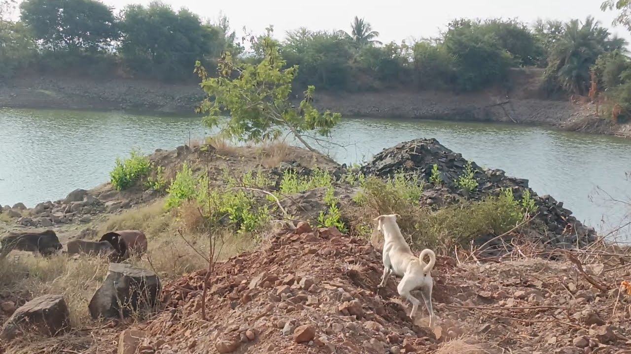 Wild Boar with Dog Jungle Wildlife 