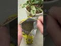🍀真夏に弱らせない リキダス顆粒の力🍀【☘Life with Houseplant】2607-9#shorts