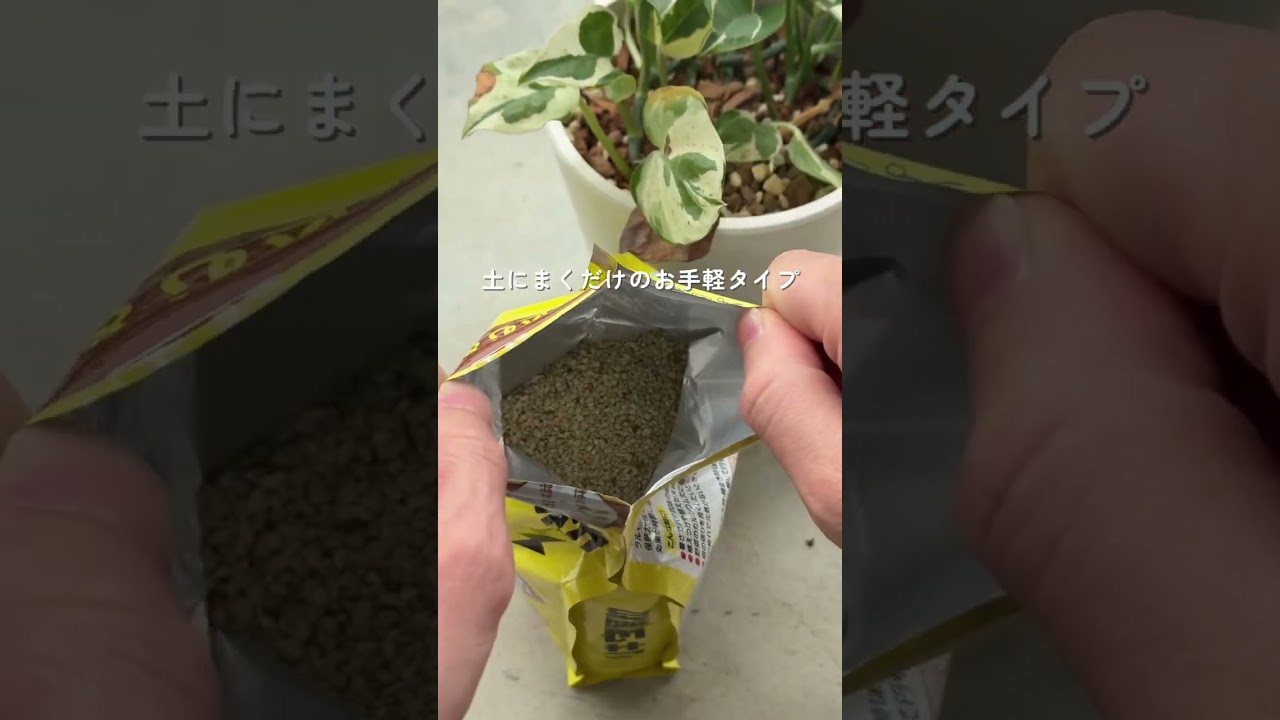 🍀真夏に弱らせない リキダス顆粒の力🍀【☘Life with Houseplant】2607-9#shorts