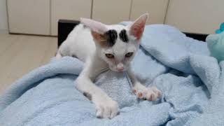 子猫がゴロゴロ喉を鳴らしてふみふみするだけの動画