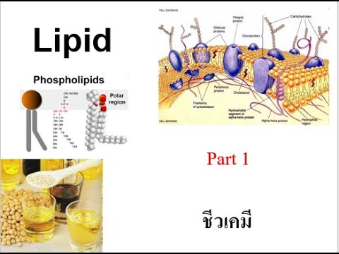 04201301 Lipid Part 1