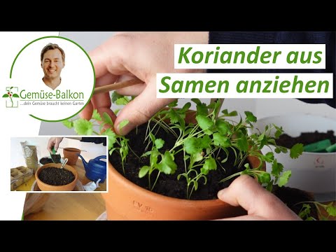 Video: 4 Möglichkeiten, frischen Blumenkohl zuzubereiten