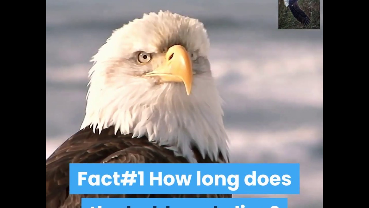 Bald Eagle Life in 10 Facts - YouTube