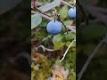 встреча на болоте. пермский край