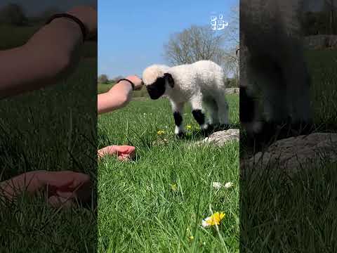 Lamb Gives Woman Fist Bump!