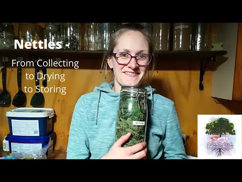 Nettles - Collecting, Drying and Storing