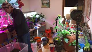 #GrowSeattle #GrowLab #Garden Live Hangout #7