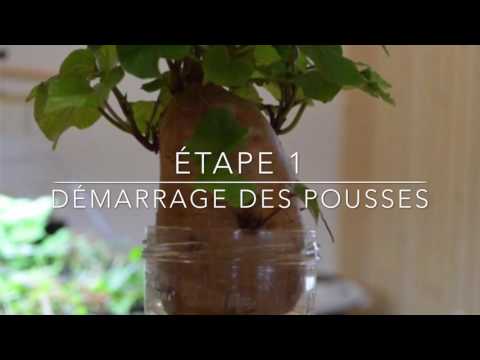 Vidéo: La Patate Douce Et Le Topinambour Sont Des Fleurs Polyvalentes. Culture, Entretien, Application. Photo