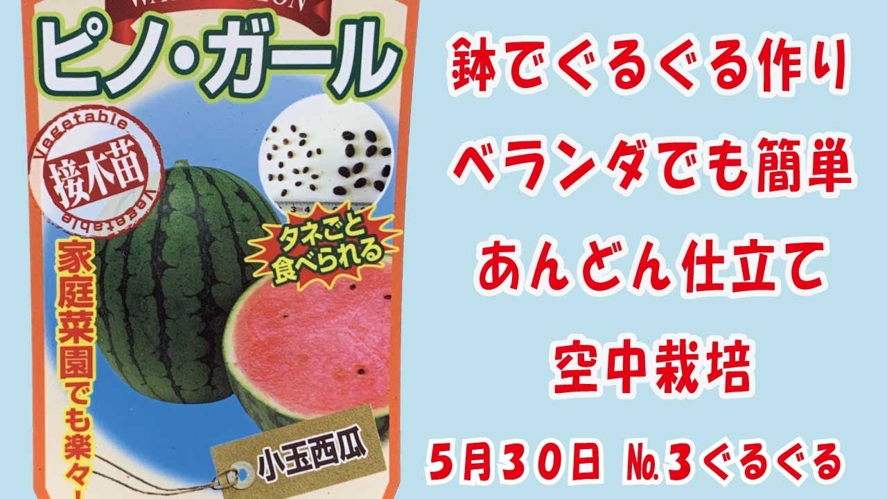 Sweet #MiniWatermelon 🍉 [Pino Girl] No.3 Twining/Easy trellis