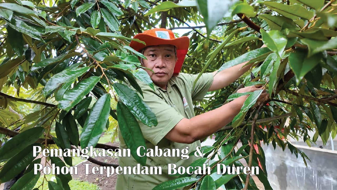Pemangkasan Cabang & Pohon Terpendam Bocah Duren