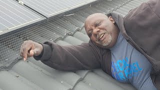 Getting A Pigeon nest Out Live