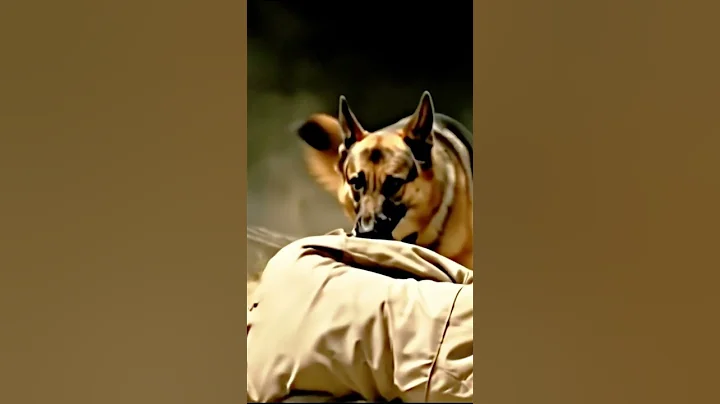 Elite K9 Training 🔥 | War Dogs in Action #shorts #K9Training #movie #dog