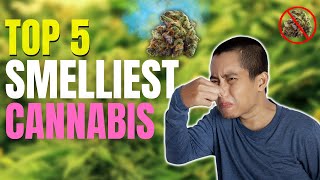 Top 5 Smelliest Cannabis Strains In The World!