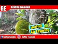 How To Air Layering Jackfruit 100% Success