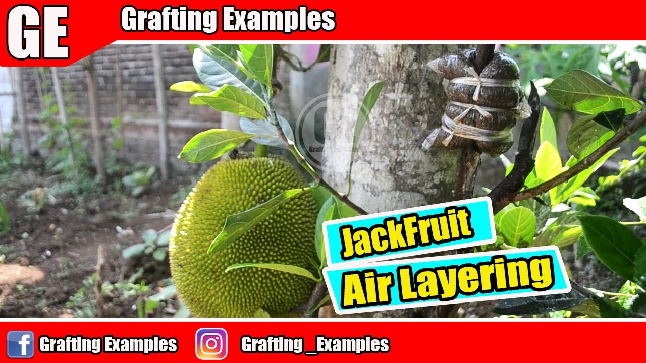 How To Air Layering Jackfruit 100 Success YouTube
