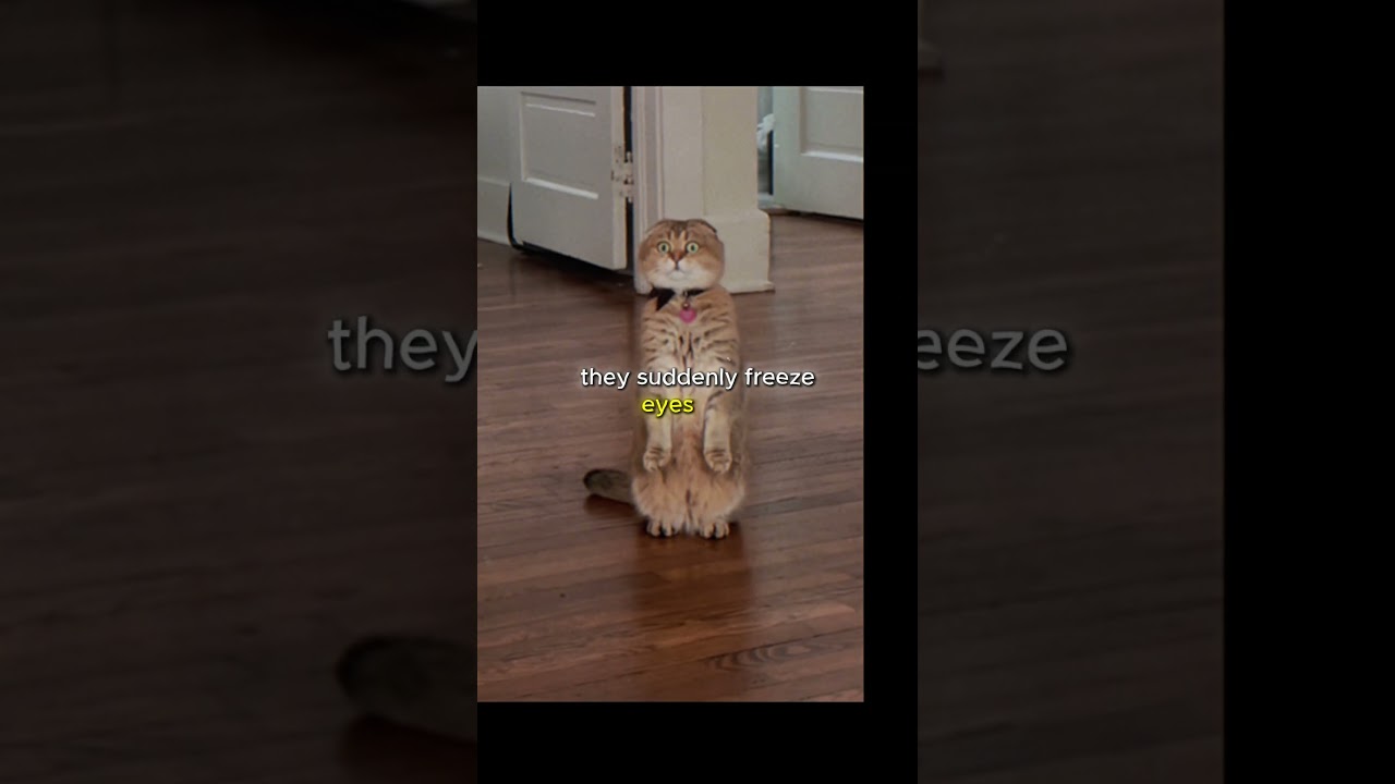 Can Cats See Ghosts?👀 The Creepy Truth Revealed! 