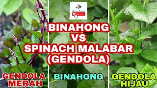 Binahong vs spinach malabar - gendola tanaman beda di kira sama #binahong #gendola #spinachmalabar