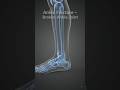 Ankle Fracture Explained | Causes, Anatomy & Bone Break in Ankle Joint #science #facts #usa #sports