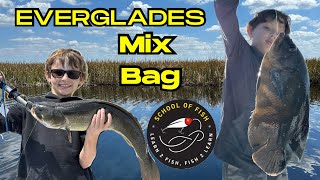 School Of Fish in the Everglades looking for bass and exotics.