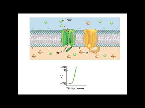 Vídeo: La despolarització provoca contracció?