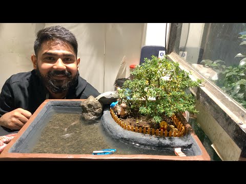 A Vietnamese bluebell Bonsai 🌳with fishes 🐠