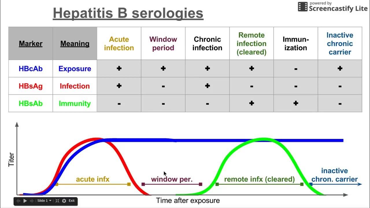 hepatitis-b-serologies-youtube