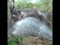 Wild elephant captured | 捕獲された野生のゾウ | Elephant | Wild animals | Animals | Save elephants #shorts
