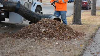 Leaf Collection 2017