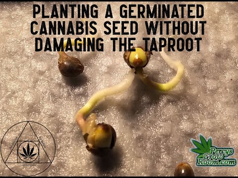 Video: Hur lång ska pälroten vara innan man planterar?