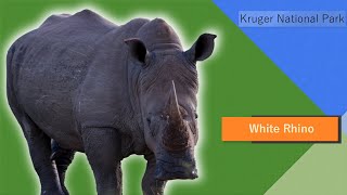 White Rhino - 4k Kruger National Park screenshot 2