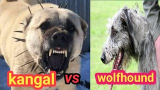 Irish wolfhound vs kangal-which is a better breeds?