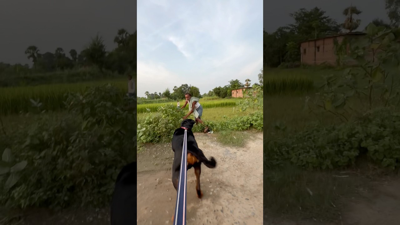 🚨Rottweiler Max Attacks the Public 😱Shocking Real Incident #Rottweiler #DogAttack #RottweilerMax