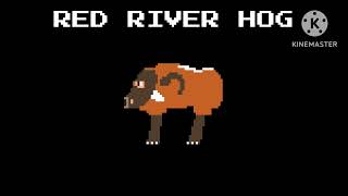 Red River Hog - @TheKidsPictureShow 
