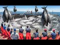 Amazing Giant Bluefin Tuna Catch Fishing Skill....Packing And Fish Processing Plant Video