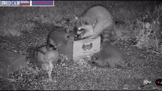 Baby Raccoons on Bird Cam LIVE