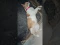Bangaram action 😀#vokeyrachitti #cat #kitten #acting #viral #trending #shortvideo#youtube#yt#foryou