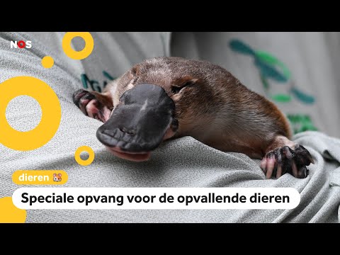 Video: Wie Is Het Vogelbekdier?