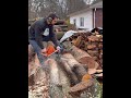 Husqvarna 390xp VS husqvarna 592xp what saw are you taking falling ? #chainsaw #husqvarna #firewood