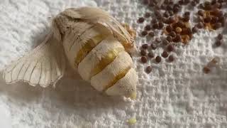 Silkworms - Laying Eggs