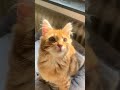 Silly orange cat🐈🐱😂#schnurrbert #kitten #kittenrescue #bestofschnurrbert #orangecat #katzenliebe#fyp
