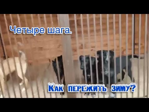 Четыре шага. Как пережить зиму?! Приют для животных
