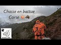 Tirs de 5 sangliers en battuechasse en corse  bastelica