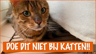 Dingen die je kat HAAT! | DierenpraatTV