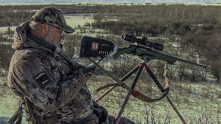 Alberta Winter Coyotes