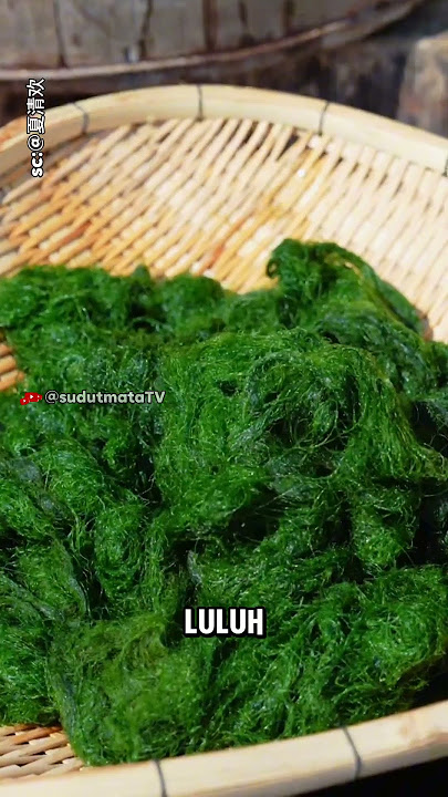 Fat Choy: Karpet Hijau yang Bisa Dimakan #sudutmatatv #shorts