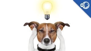Translate Your Dog's Thoughts Translate Your Dog's Thoughts