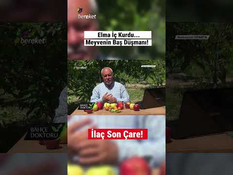 Elma İç Kurdu Çıkmadan Önce Bunu Yap! #shorts
