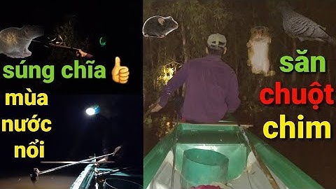 Săn bắn chuột đêm bằng súng tự chế,mưu sinh mùa nước nổi kiểu miền tây_mouse hunting